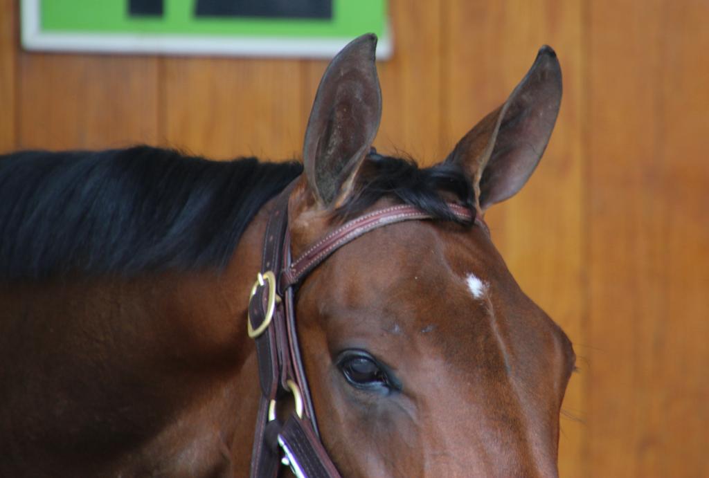 Her ears take it all in. (Julie June Stewart photo)